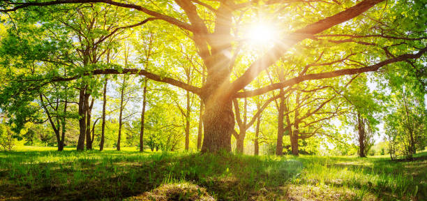 istock Old tree with fresh foliage in natural park in spring. 1482167242