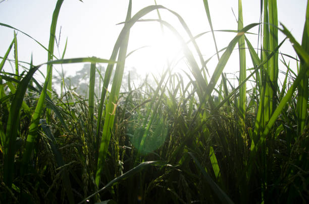 istock Diamond water paddy field in the morning 1482167494