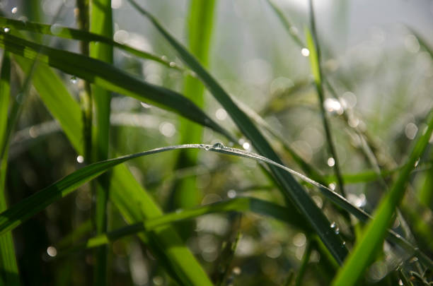 istock Diamond water paddy field in the morning 1482167508