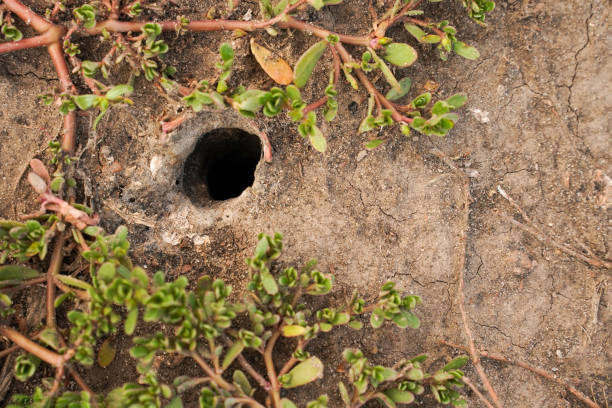 istock A mysterious hole in the ground 1482168243