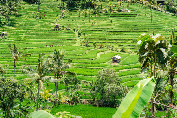 Jatiluwih Rice Terraces, Bali, Indonesia Jatiluwih Rice Terraces with a sunny day in Bali Indonesia jatiluwih rice terraces stock pictures, royalty-free photos & images