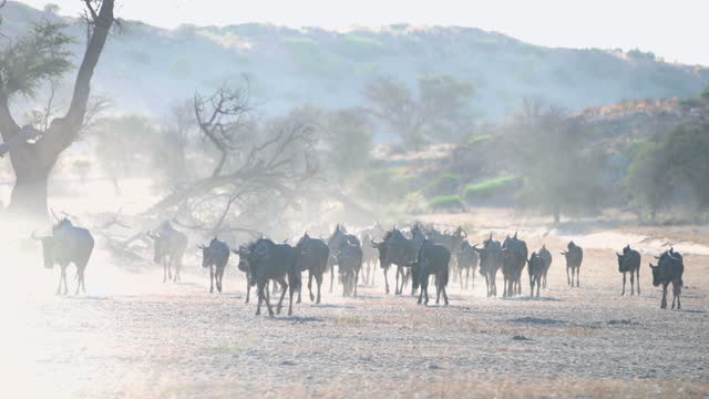 Wildebeest herd walking on dusty grass plane in early morning sunlight