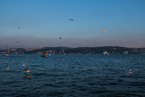 Famous seagulls of the ancient city