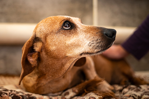 Close-up portrait of an old gray-haired dachshund. The dog looks expressively at the person or doctor who touches him.