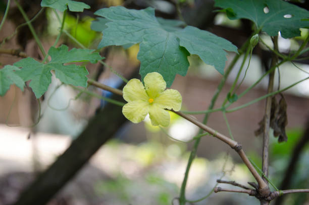 Yellow color flower from green plant