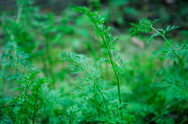 istock Coriander green leaf in the agricultural plant 1482171813