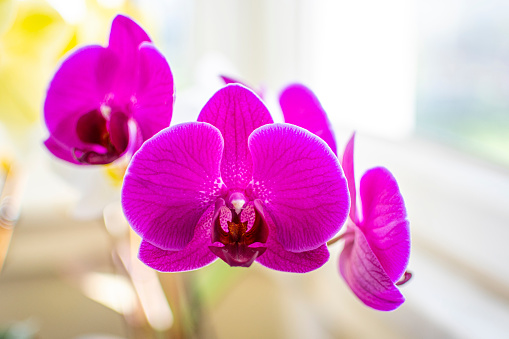 Orchids phalaenopsis flower on window sill. Home plants in blossom. White, purple, pink blooms. Home garden. Successful growing