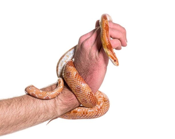 Human hand handling Corn snake, Pantherophis guttatus