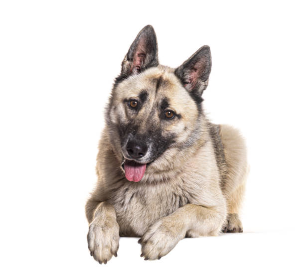 istock Bastard dog, Malinois cross with Husky, isolated on white 1482178952