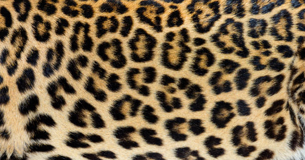 istock Close up of spotted Leopard fur texture 1482178980