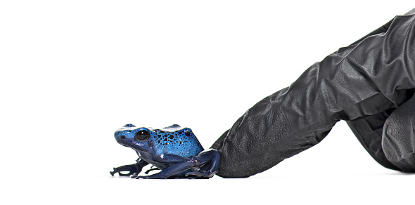 A finger of a person in a glove pushing a Blue poison dart frog, Dendrobates tinctorius azureus to jump, isolated on white