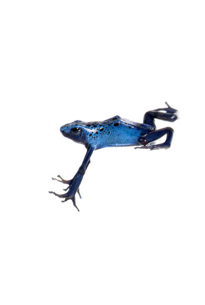 Blue poison dart frog jumping, Dendrobates tinctorius azureus, isolated on white Blue poison dart frog jumping, Dendrobates tinctorius azureus, isolated on white blue poison dart frog dendrobates tinctorius azureus stock pictures, royalty-free photos & images
