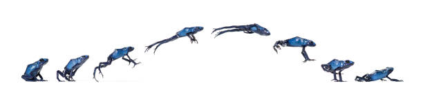 푸른 독 다트 개구리 점프 애니메이션 시퀀스, dendrobates tinctorius azureus, 흰색으로 격리 - blue poison arrow frog 뉴스 사진 이미지