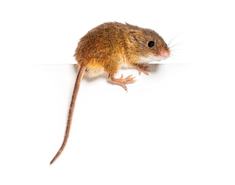 Harvest mouse, Micromys minutus, balancing on an edge, isolated on white