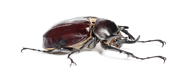 Rhinoceros beetle, Actaeon beetle, isolated on white
