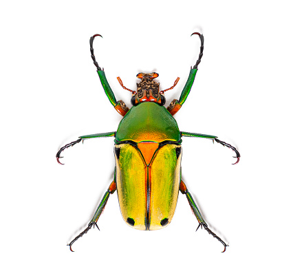 Flower beetle, Chlorocala quadrimaculata, isolated on white