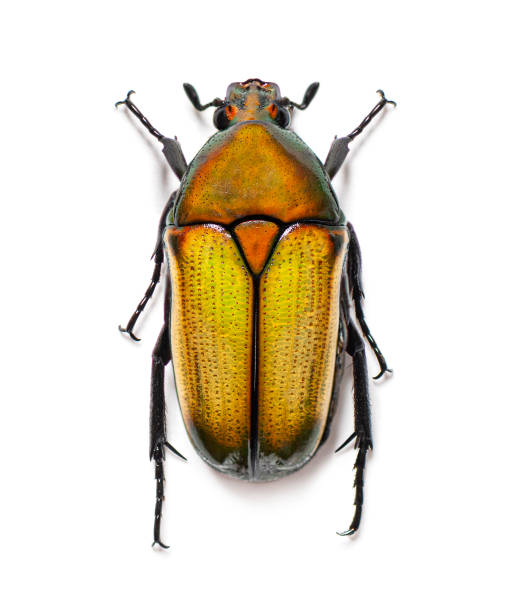 istock Flower beetle View from above, Chlorocala africana, isolated on white 1482179285