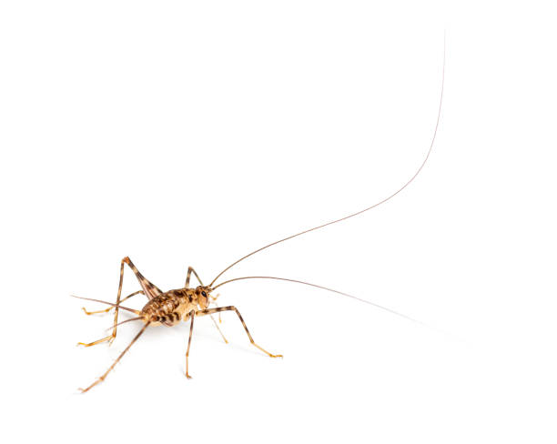 istock Cave Crickets ,  Rhaphidophoridae specie, isolated on white 1482179337