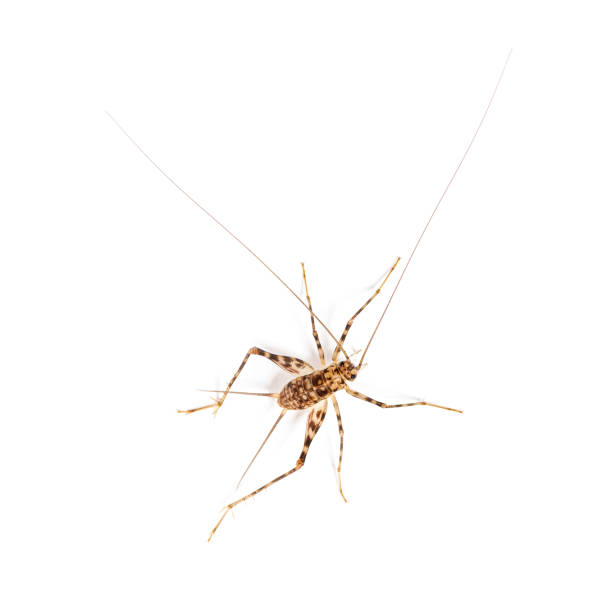 istock Cave Crickets ,  Rhaphidophoridae specie, isolated on white 1482179354