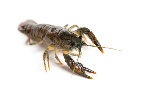 istock Stone crayfish, Austropotamobius torrentium, isolated on white 1482179392