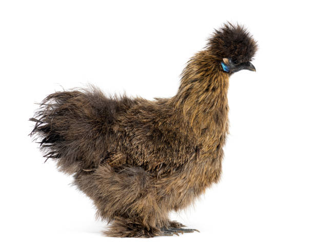 istock Side view of a Partridge Silkie hen, isolated on white 1482179446