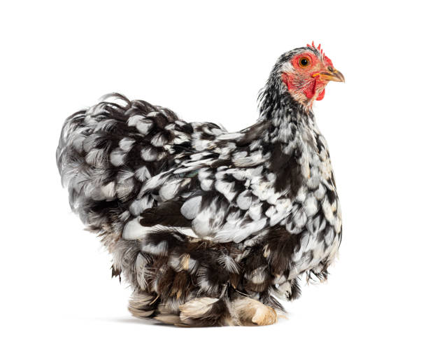 istock Side view of a Black and white Bantam hen, isolated on white 1482179963