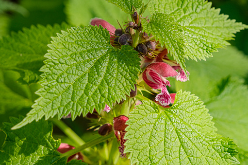 Close-up of a deadnettle (Lamium), this belongs to the plant genus of the labiates family (Lamiaceae). Deadnettle is used in naturopathy and is popular for making teas and is also good for external use.