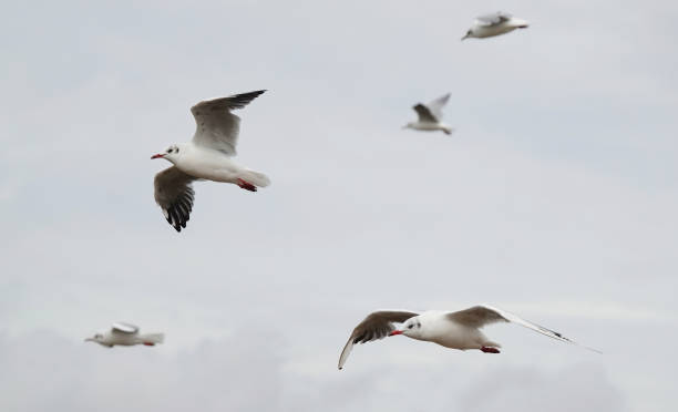 istock A flock of black-headed gulls in flight. 1482180348