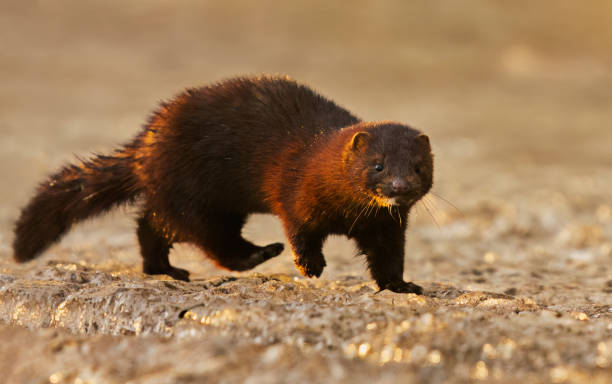 istock American mink (Neogale vison) running on the ice in early spring morning. 1482181838