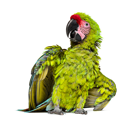 Angry Great green macaw spreading its wings and feathers to impress, Ara ambiguus, Isolated on white