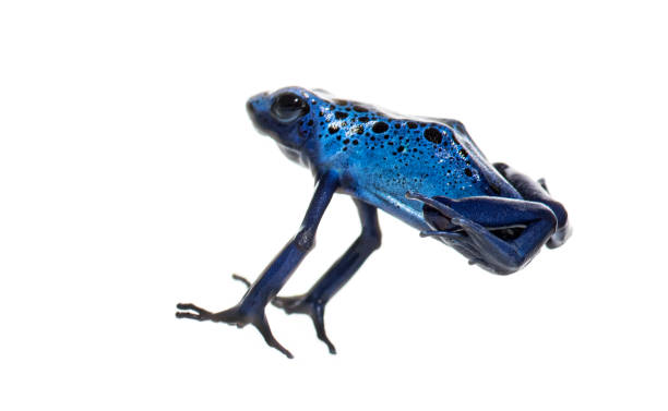 istock Blue poison dart frog jumping, Dendrobates tinctorius azureus, isolated on white 1482183794