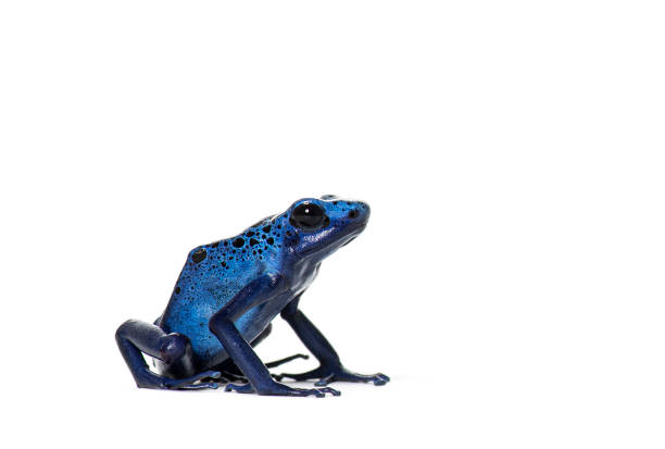 Side view of a Blue poison dart frog, Dendrobates tinctorius azureus, isolated on white Side view of a Blue poison dart frog, Dendrobates tinctorius azureus, isolated on white dendrobatidae stock pictures, royalty-free photos & images