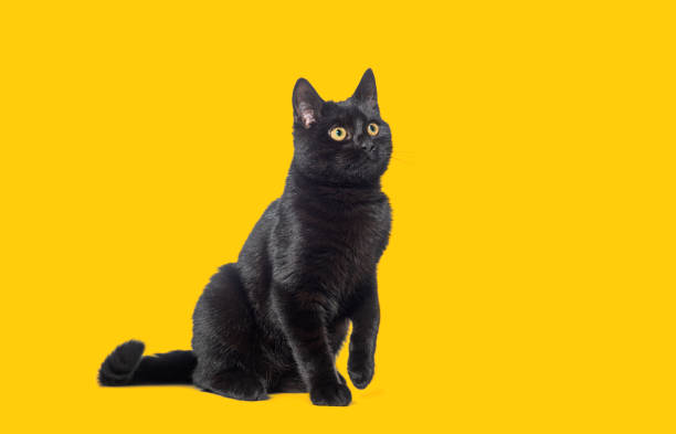 istock sitting Black cat looking away up, with a raised paw on yellow background 1482183840