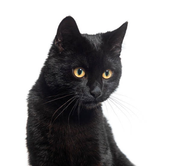 istock Black Kitten crossbreed cat, looking down, isolated on white 1482183845
