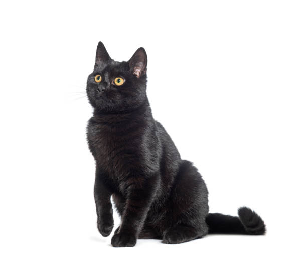 istock sitting  Black cat looking away up, with a  raised paw , isolated on white 1482183849