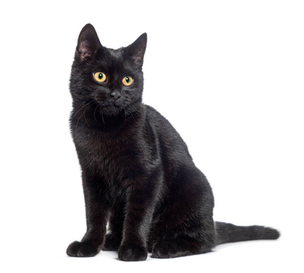istock Sitting Black cat looking away, isolated on white 1482183855