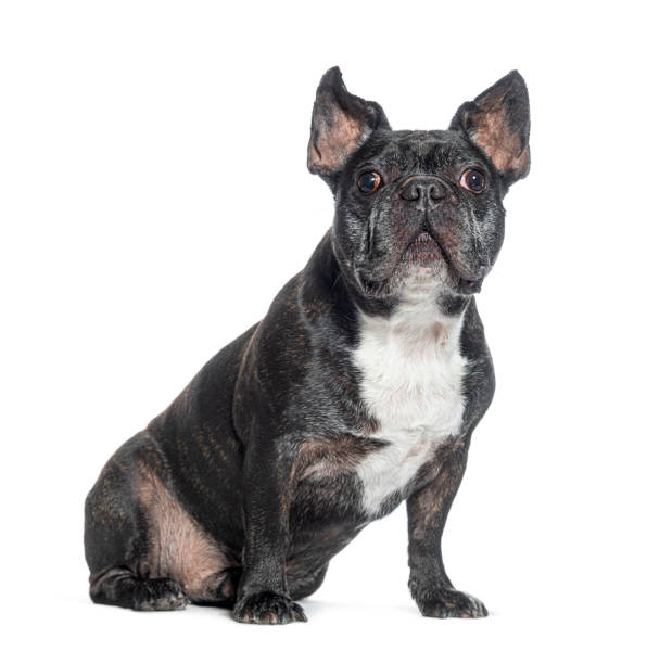 istock Sitting French Bulldog isolated on white 1482183891