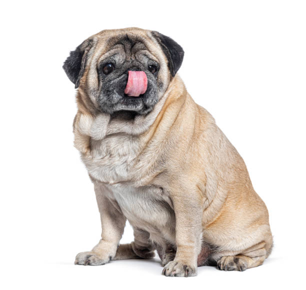 istock Seven Years old Pug dog sitting and licking itself, isolated on white 1482183894