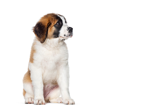 Three months old Puppy Saint Bernard dog, sitting, looking away, isolated on white