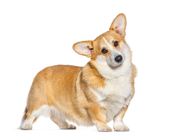 istock Welsh Corgi Pembroke facing and looking at he camera, isolated on white 1482184530
