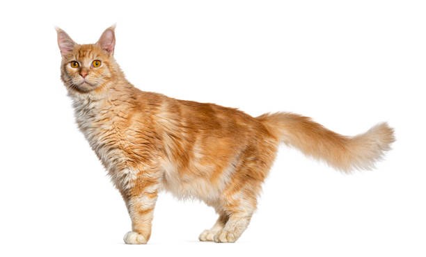 istock Side view of a ginger maine coon cat standing, isolated on white 1482184675