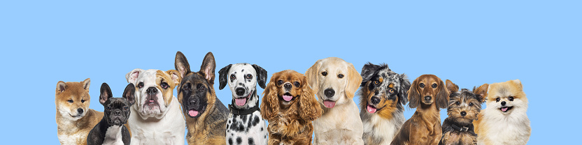 Row of different size and breed dogs over blue horizontal social media or web banner with copy space for text. Dogs are looking at the camera, some cute, panting or happy