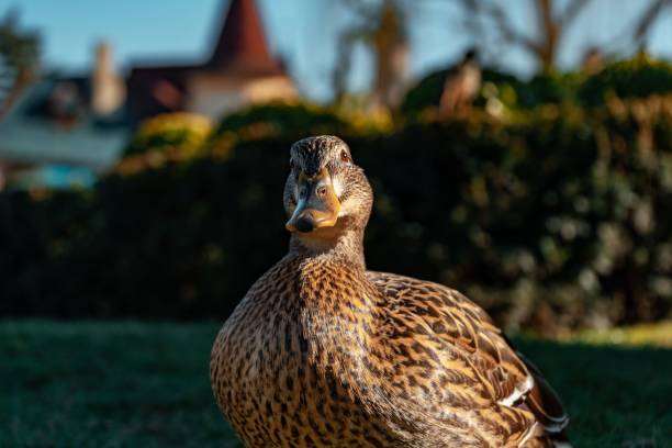 istock Mallard on the grassy field under the sunlight with a blurry background 1482184731