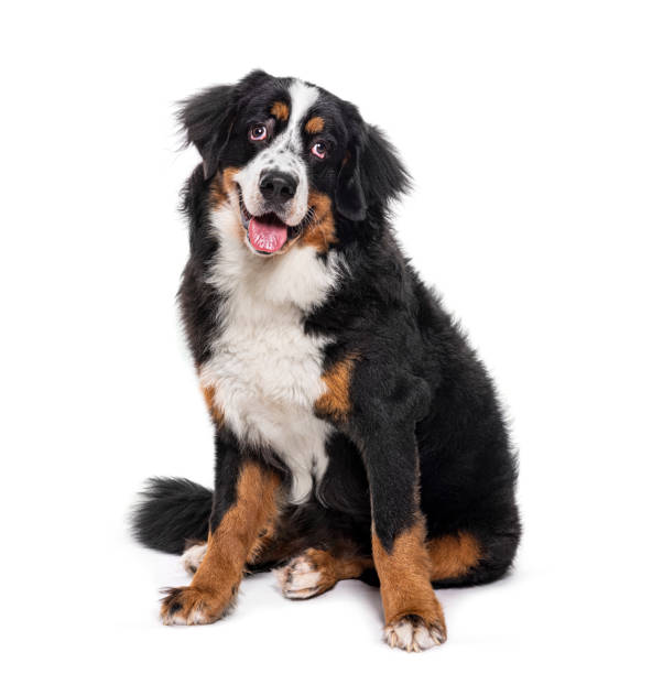 istock Happy panting Bernese Mountain Dog sitting, isolated on white 1482184839