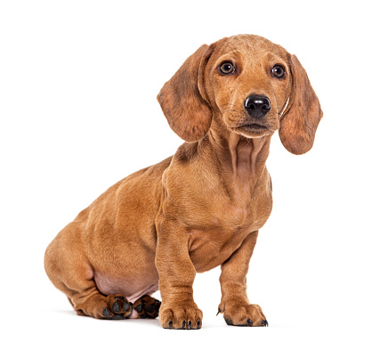 Three month old puppy brown shorthair Dachshund, isolated on white