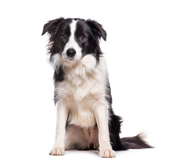 Sitting Young Border collie dog, isolated on white stock photo