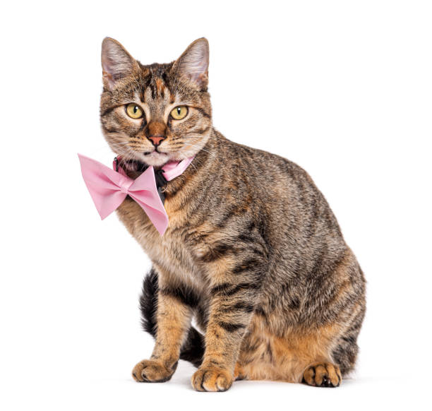 istock Tabby crossbreed cat wearing a collar, isolated on white 1482184943
