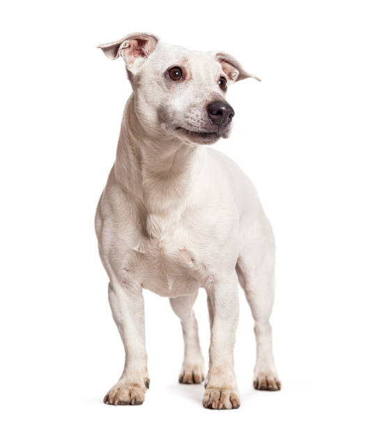 istock White Jack russell terrier, isolated on white 1482184964