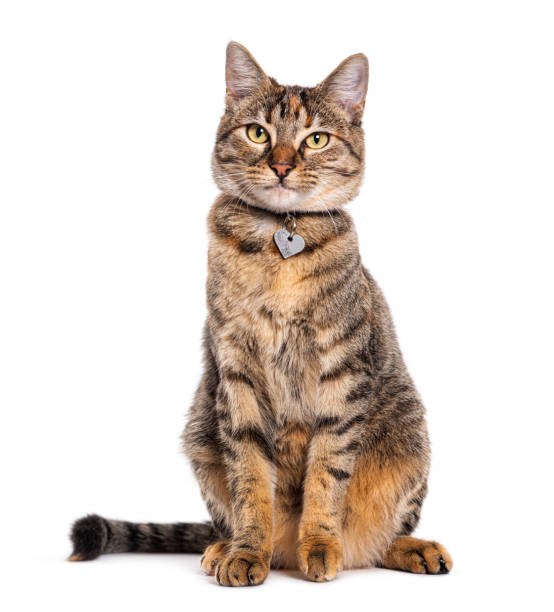 istock Tabby crossbreed cat wearing a collar, isolated on white 1482184969