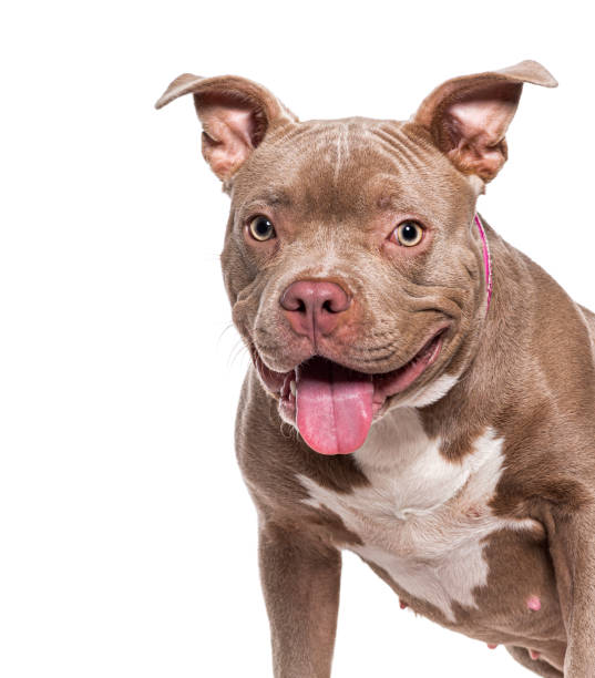 istock Head shot of a panting American Bully, isolated on white 1482185008